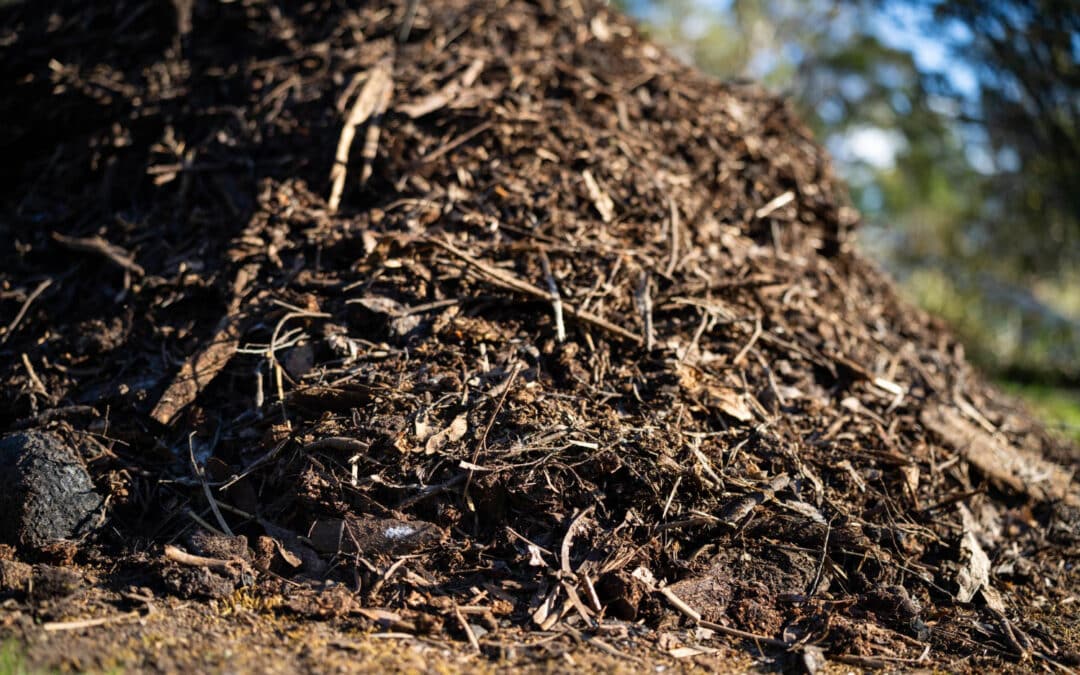 How to Tell When Brush Clearing Is Ready for Forestry Mulching
